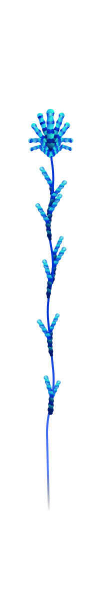 Duskwrap